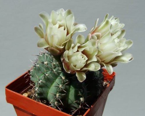 Gymnocalycium quehlianum P13a (Kh42) - 3