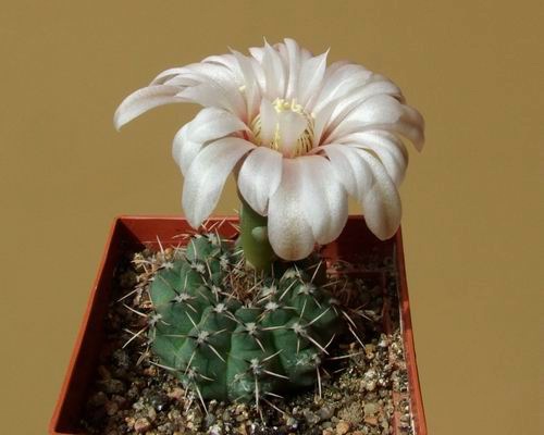 Gymnocalycium quehlianum P13a (Kh42) - 2