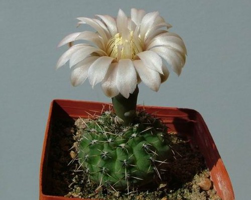 Gymnocalycium quehlianum P13a (Kh42) - 6