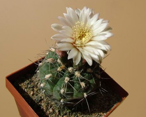 Gymnocalycium taningaense P212 - 4
