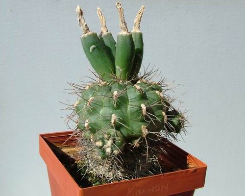 Gymnocalycium taningaense P212 - 1