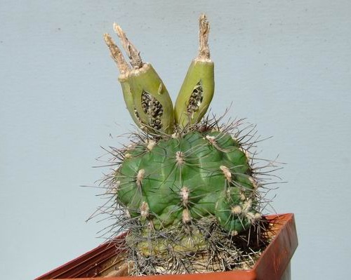 Gymnocalycium taningaense P212 - 6
